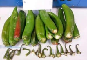 Fresh Chili Pepper Stem and Cap Cutting Machine Fresh Chili Pepper Stem and Cap Cutting Machine